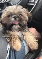 ** Tiny Princess Mila ** Stunning Little Girl & so so sweet!! , a female Shih Tzu for sale in Nashville, TN – 2 of 5