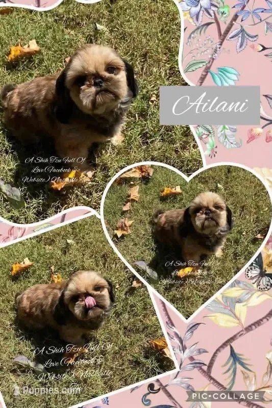 Old soul the sweetest little girl ever!! Ailani 🩷 – Shih Tzu puppy for sale in Nashville, TN
