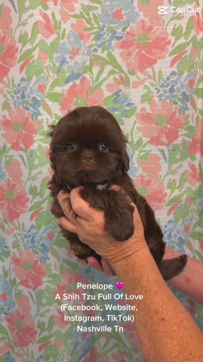 Phenomenal stunning little little chocolate girl Penelope VIDEO IN AD, a female Shih Tzu for sale in Nashville, TN – 8 of 8
