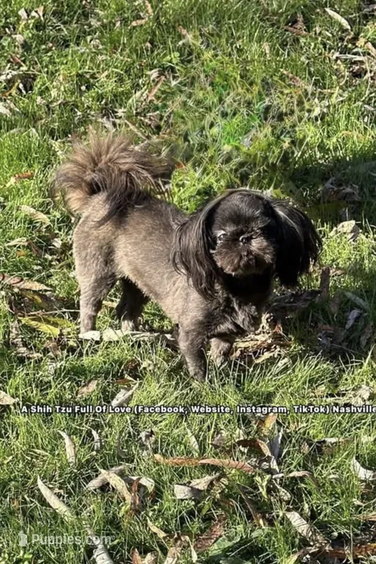 Sweet tiny little raven 5lbs 🩷 – Shih Tzu puppy for sale in Nashville, TN