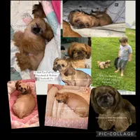 Sweet Tiny Heidi!! VIDEO IN AD :), a female Shih Tzu for sale in Nashville, TN – 9 of 9