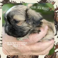** IVAN ** AKA MOOSE !! BEAUTIFUL!!, a male Shih Tzu for sale in Nashville, TN – Photo 2 of 10
