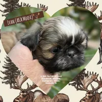 ** IVAN ** AKA MOOSE !! BEAUTIFUL!!, a male Shih Tzu for sale in Nashville, TN – Photo 3 of 10