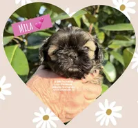 *~* MILA *~*, a female Shih Tzu for sale in Nashville, TN – Photo 5 of 10