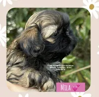 *~* MILA *~*, a female Shih Tzu for sale in Nashville, TN – Photo 6 of 10
