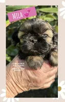 *~* MILA *~*, a female Shih Tzu for sale in Nashville, TN – Photo 1 of 10