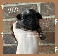 ** LIZZIE **, a female Shih Tzu for sale in Nashville, TN – Photo 3 of 10