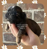 ** LIZZIE **, a female Shih Tzu for sale in Nashville, TN – Photo 1 of 10