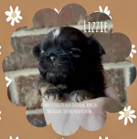 ** LIZZIE **, a female Shih Tzu for sale in Nashville, TN – Photo 4 of 10