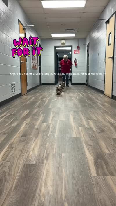 *Prince William * Sweetest Snuggle Buggle EVER!! (Video in ad), a male Shih Tzu for sale in Nashville, TN – 6 of 8