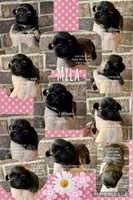 ** WILLIAM **, a male Shih Tzu for sale in Nashville, TN – Photo 6 of 10