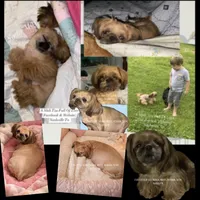 ** WILLIAM **, a male Shih Tzu for sale in Nashville, TN – Photo 9 of 10