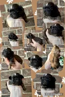 ** WILLIAM **, a male Shih Tzu for sale in Nashville, TN – Photo 8 of 10