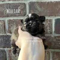 ** WILLIAM **, a male Shih Tzu for sale in Nashville, TN – Photo 2 of 10