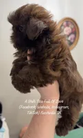 Posey !! Sweet chocolate girl!! Video in ad :), a female Shih Tzu for sale in Nashville, TN – 4 of 9