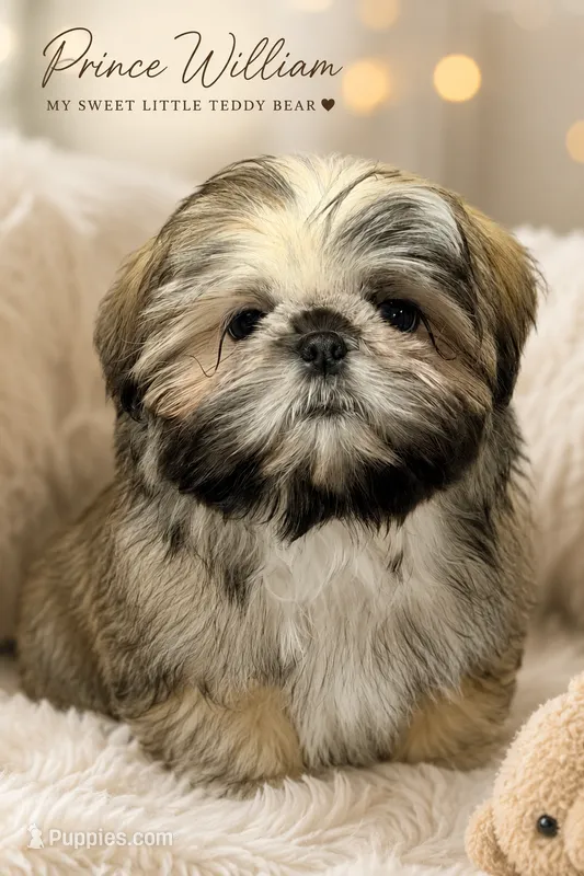 *SEE VIDEO* Prince William the snuggliest sweetheart ever!!  – Shih Tzu puppy for sale in Nashville, TN
