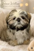 *SEE VIDEO* Prince William the snuggliest sweetheart ever!! , a male Shih Tzu for sale in Nashville, TN – 1 of 9