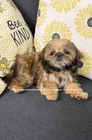 ~~ Tiny Lizzie girl ~~, a female Shih Tzu for sale in Nashville, TN – 3 of 9
