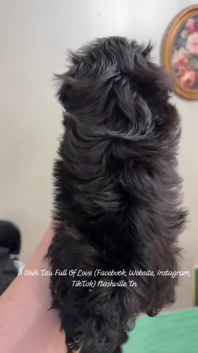 Poppy girl!! BEAUTIFUL LITTLE GIRL!! * VIDEO IN AD * , a female Shih Tzu for sale in Nashville, TN – 3 of 7
