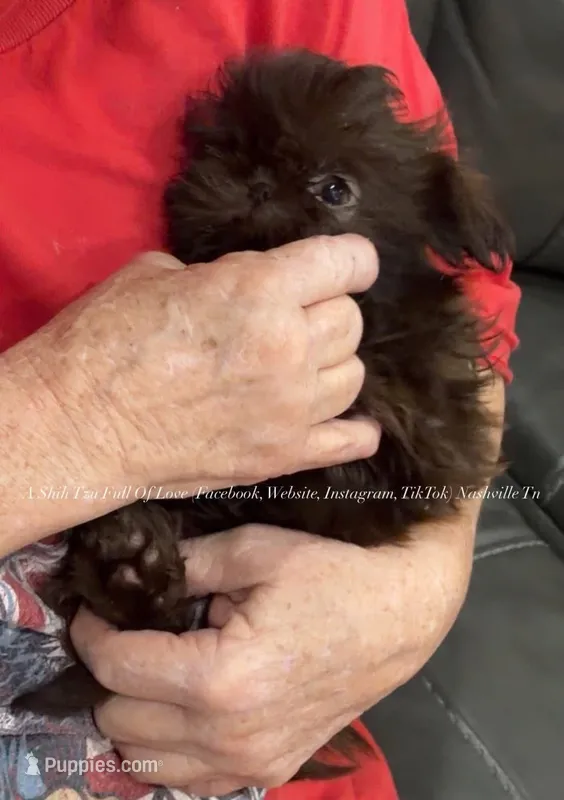Beautiful Stunning TINY little Posey!! VIDEO IN AD!! Ready now :) – Shih Tzu puppy for sale in Nashville, TN