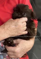Beautiful Stunning TINY little Posey!! VIDEO IN AD!! Ready now :), a female Shih Tzu for sale in Nashville, TN – 1 of 10