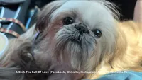 Sweetest little boy you will ever meet!! MOOSE!! Gorgeous VIDEO IN AD , a male Shih Tzu for sale in Nashville, TN – 8 of 10