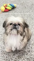 Tiny Moose!! Sweetest little man you will ever meet!!, a male Shih Tzu for sale in Nashville, TN – 4 of 8