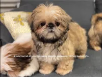 Sweetest Little boy you will ever meet!! * Moose * , a male Shih Tzu for sale in Nashville, TN – 1 of 10