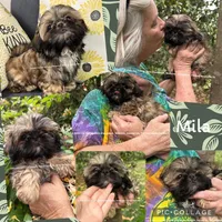 *Prince William * Sweetest Snuggle Buggle EVER!! (Video in ad), a female Shih Tzu for sale in Nashville, TN – 3 of 8