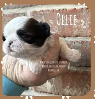 *~* Ollie *~*, a male Shih Tzu for sale in Nashville, TN – Photo 5 of 10