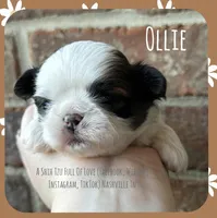 *~* Ollie *~*, a male Shih Tzu for sale in Nashville, TN – Photo 4 of 10