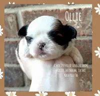*~* Ollie *~*, a male Shih Tzu for sale in Nashville, TN – Photo 1 of 10