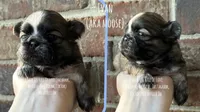 ~~ Ivan ~~ AKA MOOSE, a male Shih Tzu for sale in Nashville, TN – Photo 4 of 10