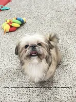** Moose ** the most absolute Sweetest Tiny little man , a male Shih Tzu for sale in Nashville, TN – 4 of 8
