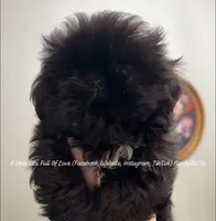 Stunning tiny dazzling little Dolly!!! <<< VIDEO IN AD >>>, a female Shih Tzu for sale in Nashville, TN – 9 of 10