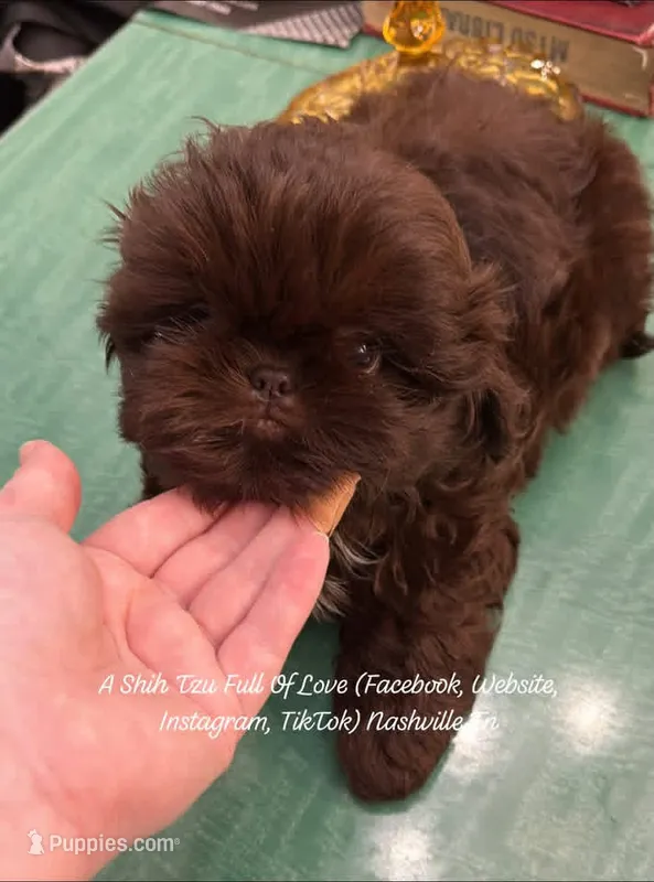 Phenomenal stunning little little chocolate girl Penelope VIDEO IN AD – Shih Tzu puppy for sale in Nashville, TN