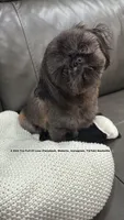 TINY LITTLE RAVEN!! 5lbs full grown Truly a sweetheart!! VIDEO IN AD, a female Shih Tzu for sale in Nashville, TN – 2 of 5