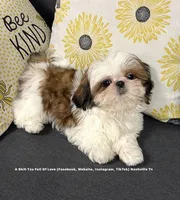 *** SWEET OLLIE ***, a male Shih Tzu for sale in Nashville, TN – 2 of 10