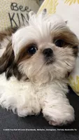 *** SWEET OLLIE ***, a male Shih Tzu for sale in Nashville, TN – 1 of 10