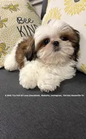 *** SWEET OLLIE ***, a male Shih Tzu for sale in Nashville, TN – 5 of 10