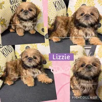 *** SWEET OLLIE ***, a male Shih Tzu for sale in Nashville, TN – 9 of 10
