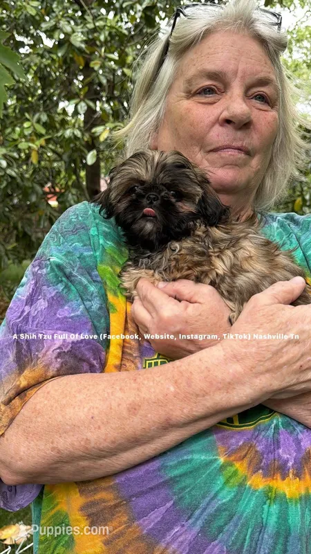 ** Tiny Princess Mila ** – Shih Tzu puppy for sale in Nashville, TN