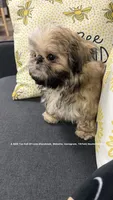 *~ Moose ~* , a female Shih Tzu for sale in Nashville, TN – 2 of 10