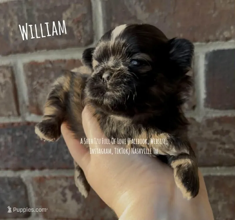 ** WILLIAM ** HANDSOME MAN