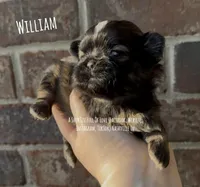 ** WILLIAM ** HANDSOME MAN, a female Shih Tzu for sale in Nashville, TN – Photo 1 of 10