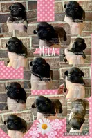 ** WILLIAM ** HANDSOME MAN, a female Shih Tzu for sale in Nashville, TN – Photo 8 of 10