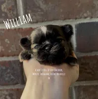 ** WILLIAM ** HANDSOME MAN, a female Shih Tzu for sale in Nashville, TN – Photo 3 of 10