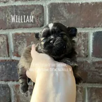 ** WILLIAM ** HANDSOME MAN, a female Shih Tzu for sale in Nashville, TN – Photo 2 of 10