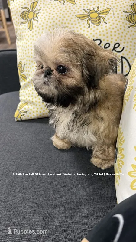 * MOOSE *, a male Shih Tzu for sale in Nashville, TN – 1 of 5