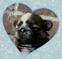 * IVAN * AKA MOOSE !!, a male Shih Tzu for sale in Nashville, TN – Photo 4 of 10